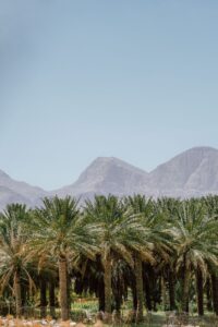 عالم المطبخ العماني الملون والمعقد