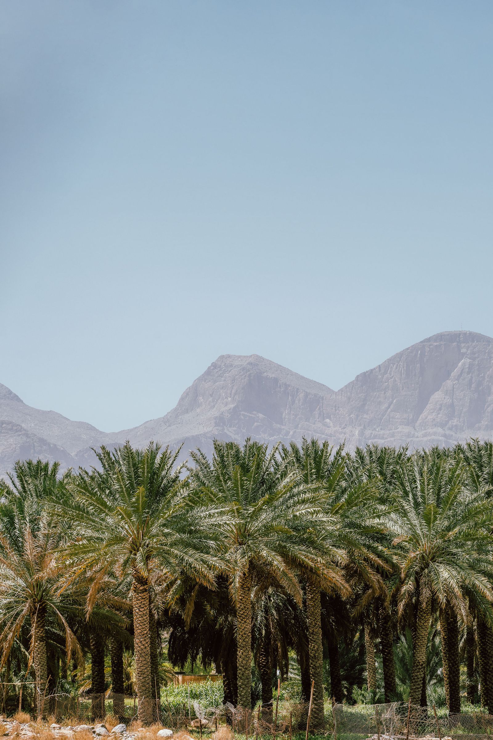 نخيل على جانب الطريق