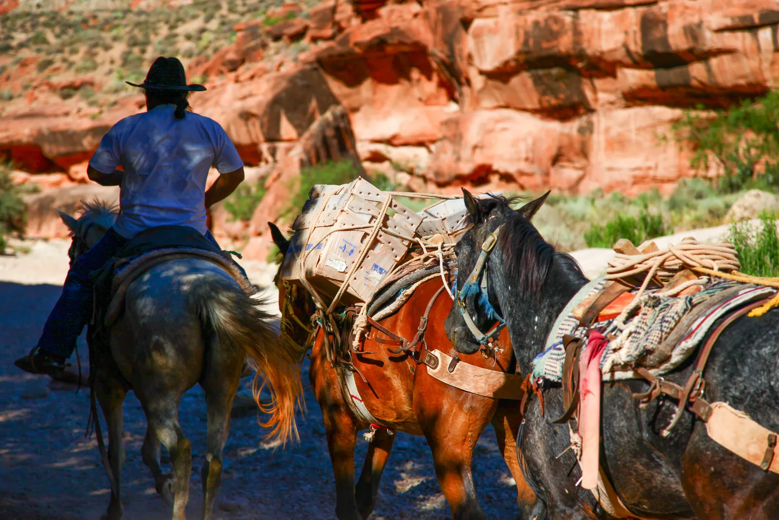Pack mules carrying United States Postal Service mail bins traverse the trail between the Hualapai Hilltop and the Supai...