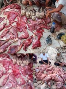 اخبار المناطق – كارثة بيئية تهز حضرموت وشبوة.. بيان رسمي وإدانة واسعة بعد قتل الوعول