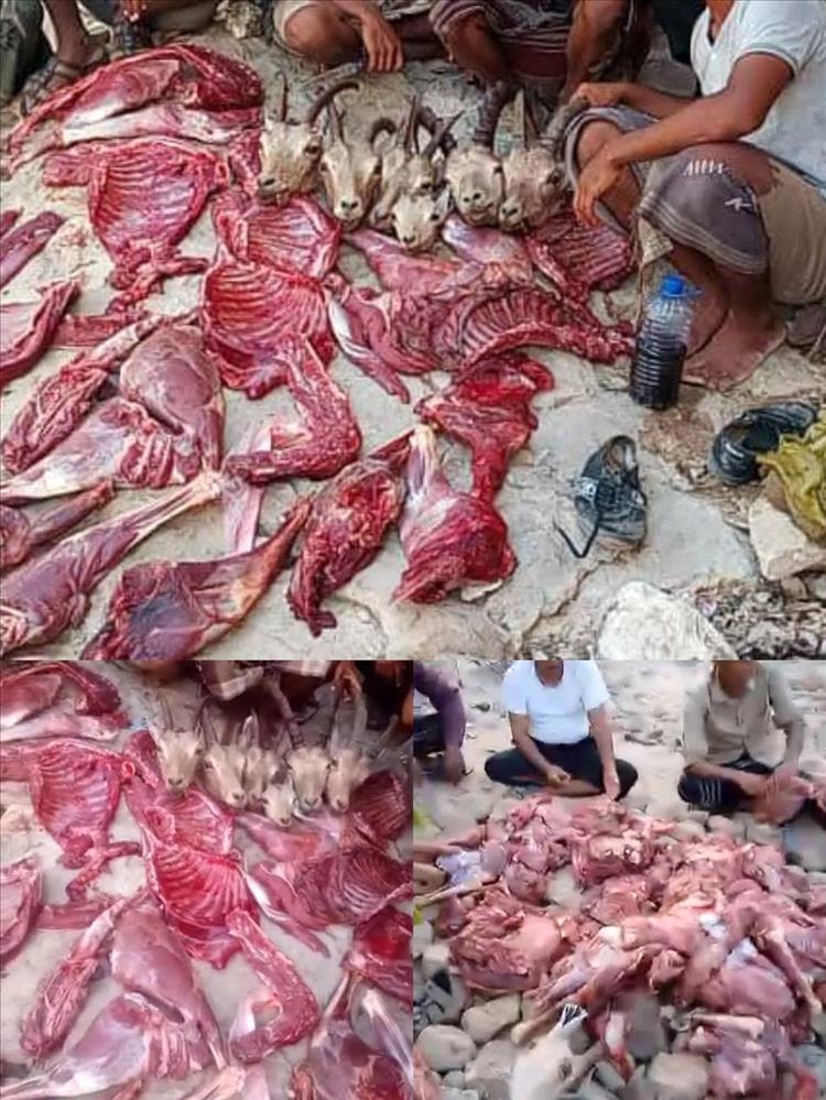مجزرة بيئية تهز حضرموت وشبوة.. بلاغ رسمي واستنكار واسع بعد ذبح الوعول النادرة في الجبال