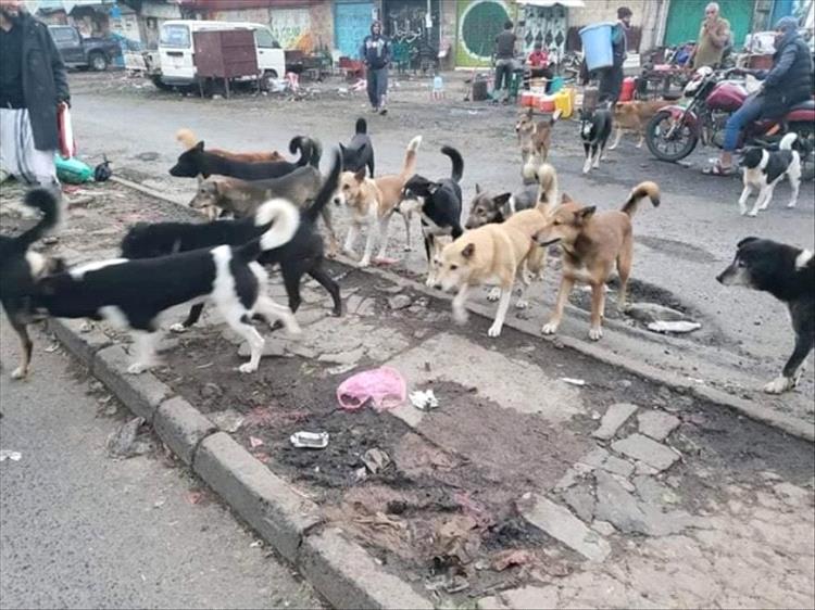 وفاة 3 أطفال بداء الكلب في ذمار