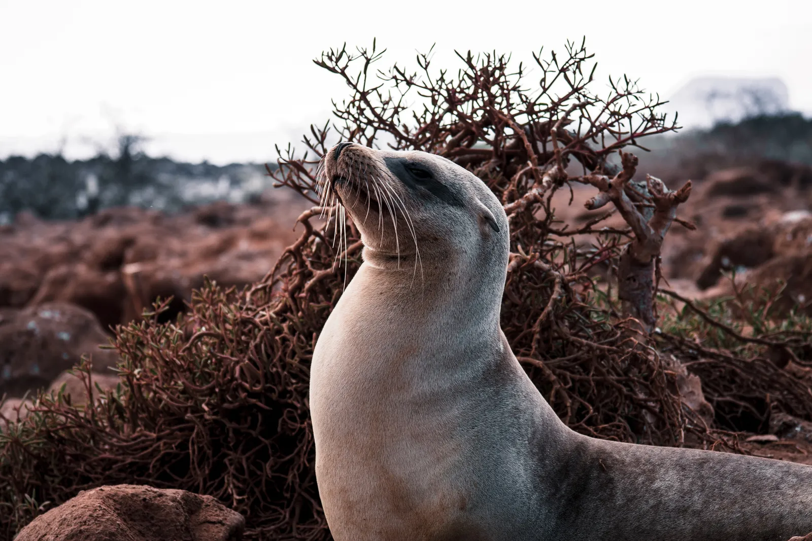 قد تحتوي الصورة على حيوان ثديي حياة بحرية أسد بحر فقمة كلب وحيوان أليف