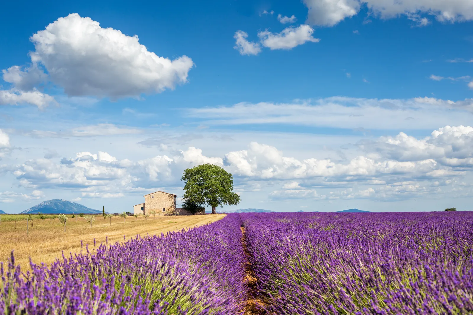 Provence lavender
