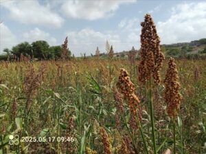 اخبار المناطق – الصريب في لحج… قصة كفاح تخلق الخبز والسرور