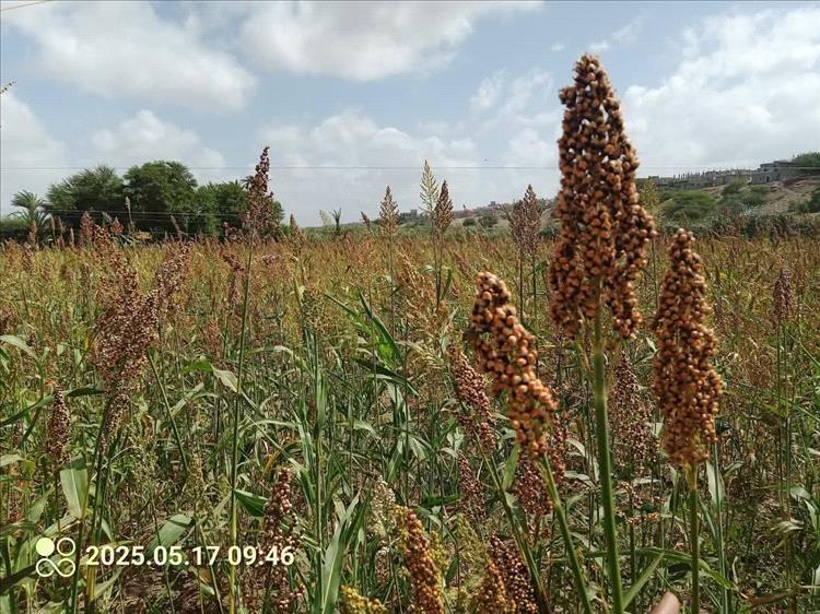 الصريب في لحج… ذاكرة تعب تصنع الخبز والفرح