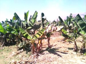 اخبار المناطق: حريق غير متوقع يضرب مزارع الكود في الساعات الأولى من الصباح.. واللّهب يدمر مساحات واسعة من مزارع الموز.