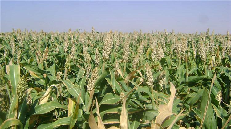 حصاد يتحدى المطر.. مزارعو تعز يجنون تعب عامٍ كامل من بين صخور الحجرية