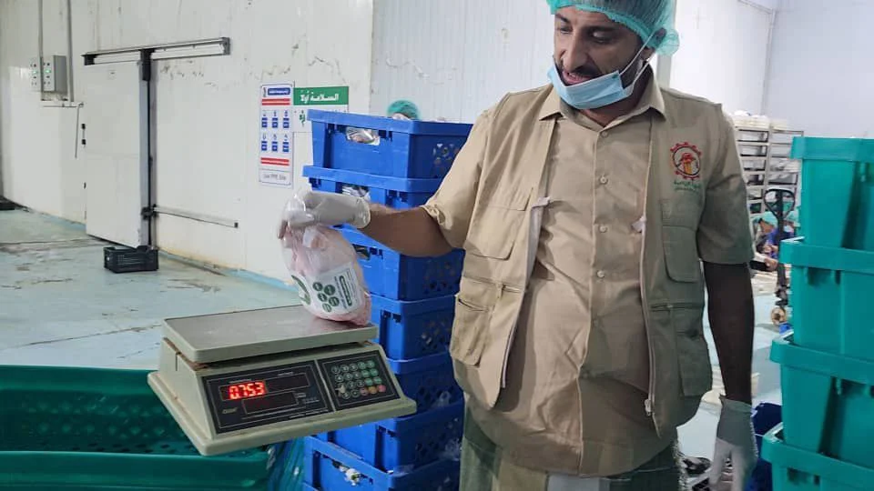 الحديدة جهود لتحقيق الاكتفاء الذاتي من دجاج البحر المحلي