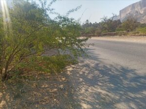 اخبار وردت الآن – الأشجار السيسبان تغطي الطريق الأسفلتي في وادي دوعن وتسبب ضعف الرؤية… ونداءات للاستجابة