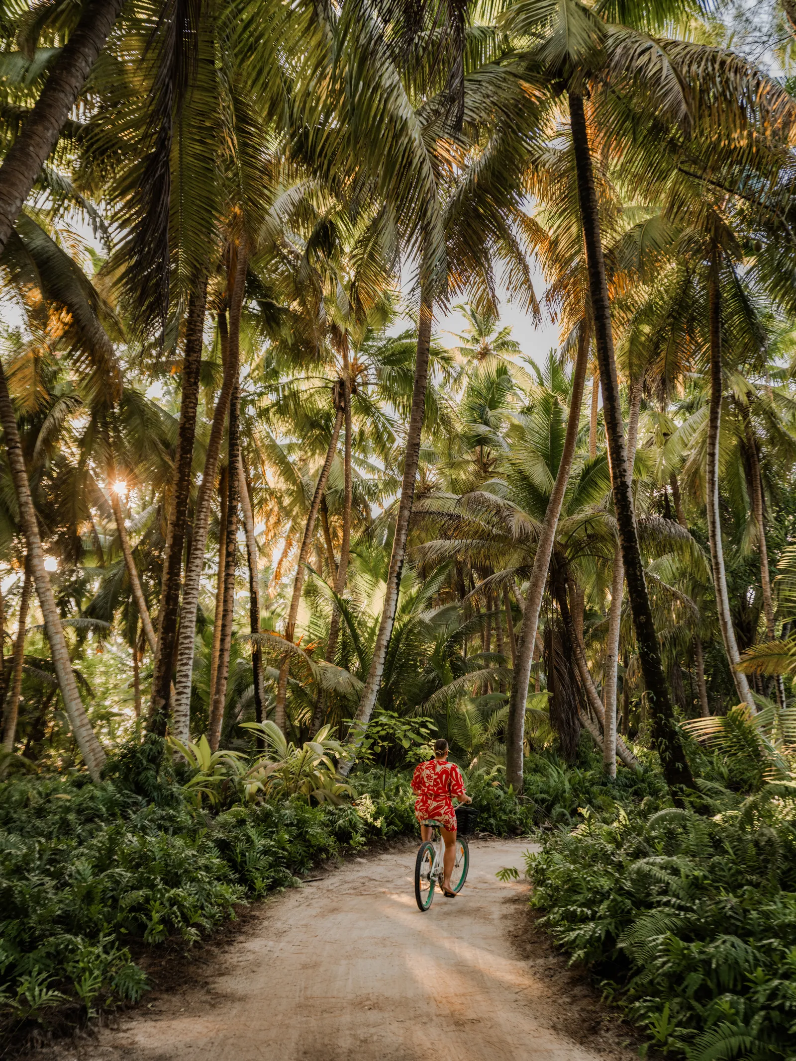 Image may contain Bicycle Cycling Person Sport Transportation Vehicle Machine Wheel Plant and Vegetation