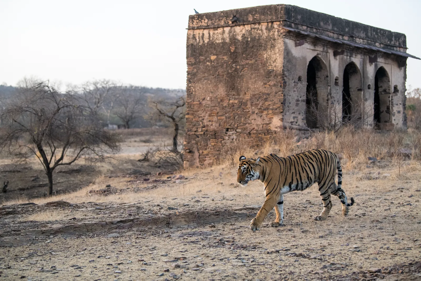 Image may contain Animal Mammal Tiger Wildlife and Outdoors