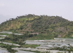 طقس شديد يؤثر سلباً على الزراعة في اليمن: برد وجفاف يرفعان تكاليف إنتاج الغذاء – شاشوف