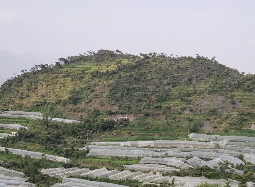 طقس شديد يؤثر سلباً على الزراعة في اليمن برد وجفاف