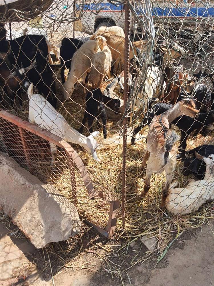 بتوجيهات مدير عام الشيخ عثمان.. مكتب الصناعة ينفذ حملة رقابية ويضبط 12 مخالفة