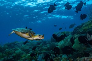 التنزه والغوص في سابا، “ملكة الكاريبي البكر”