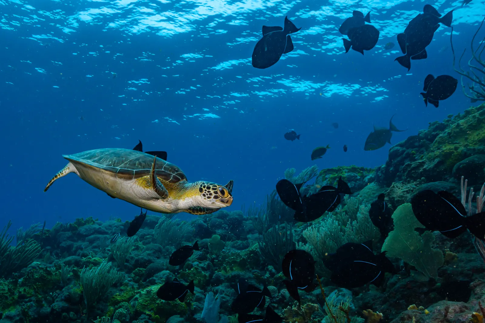 التنزه والغوص في سابا، “ملكة الكاريبي البكر”