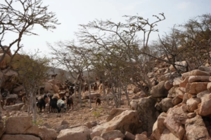 تهديدات للمعيشة والأمن الغذائي: ‘الفاو’ تحذر من المخاطر في سقطرى – شاشوف