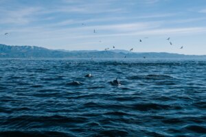 جمال جزر قناة كاليفورنيا الذي يؤكد على الحياة