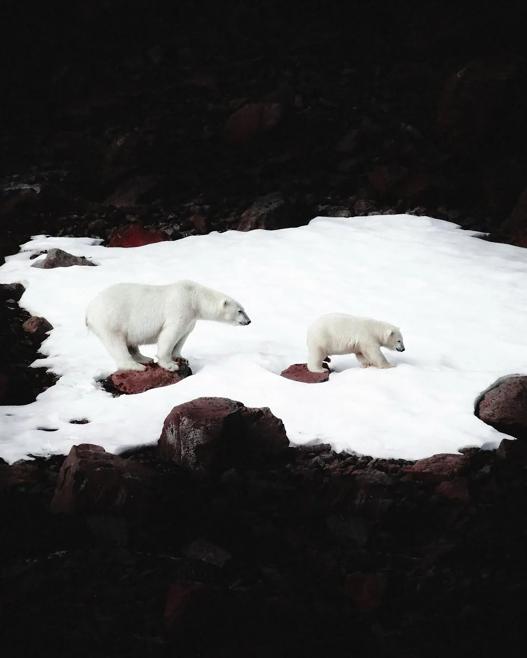 الصورة قد تحتوي على حيوان دب ثديي الحياة البرية ودب قطبي