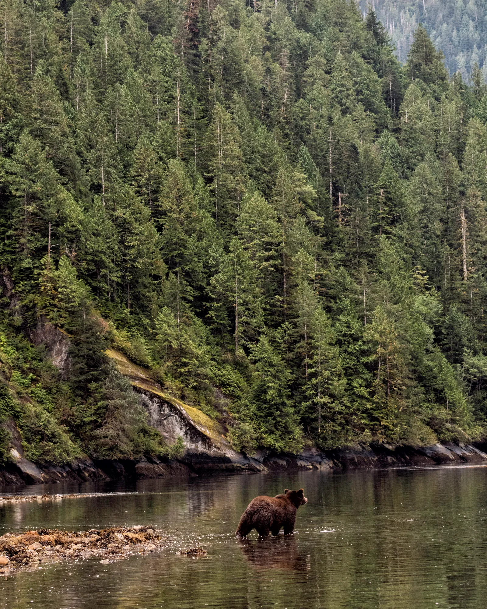 دب بني واقف على حافة الماء في غابة الدب العظيم تحت تلال مغطاة بالأشجار
