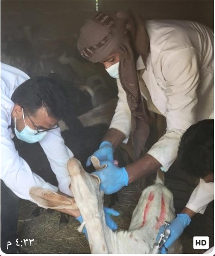 اخبار المناطق – استمرار الحملة البيطرية لتطعيم الأغنام والماعز في الإسبوع الأول ضمن المديرية