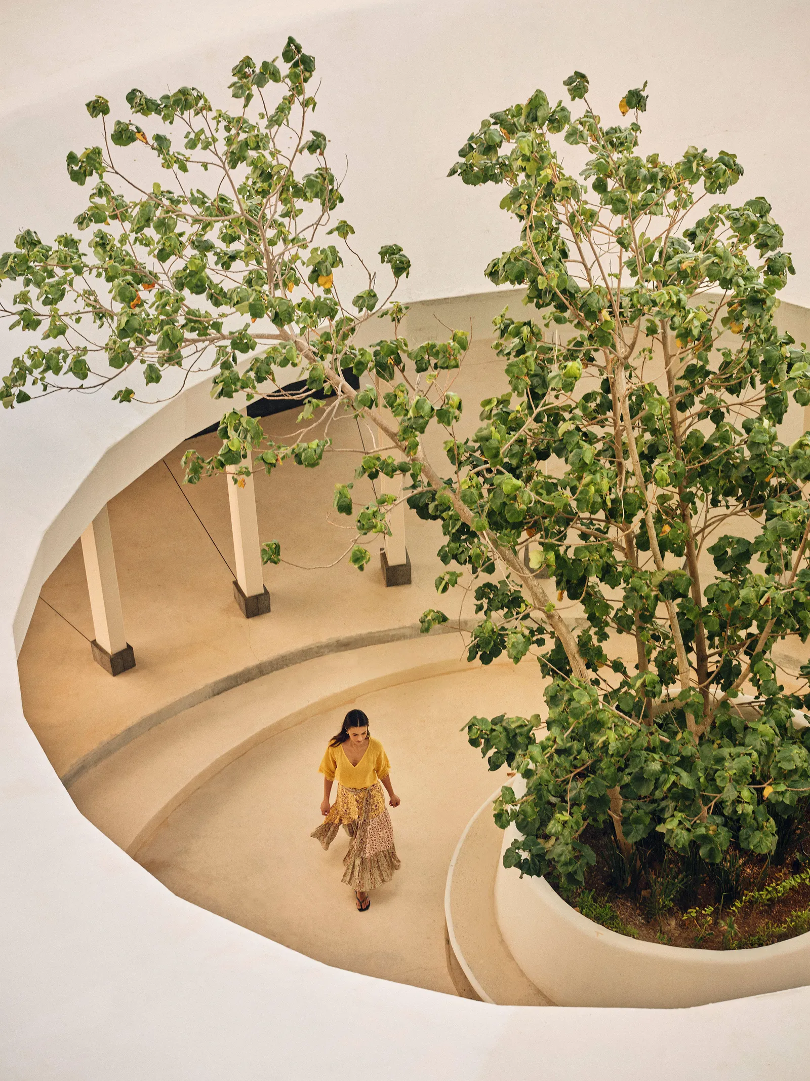 الصورة قد تحتوي على نبات شجرة نبتة داخل أصيص شخص أعشاب طبية بلوط شجر السفير معمارية مبنى ومنزل