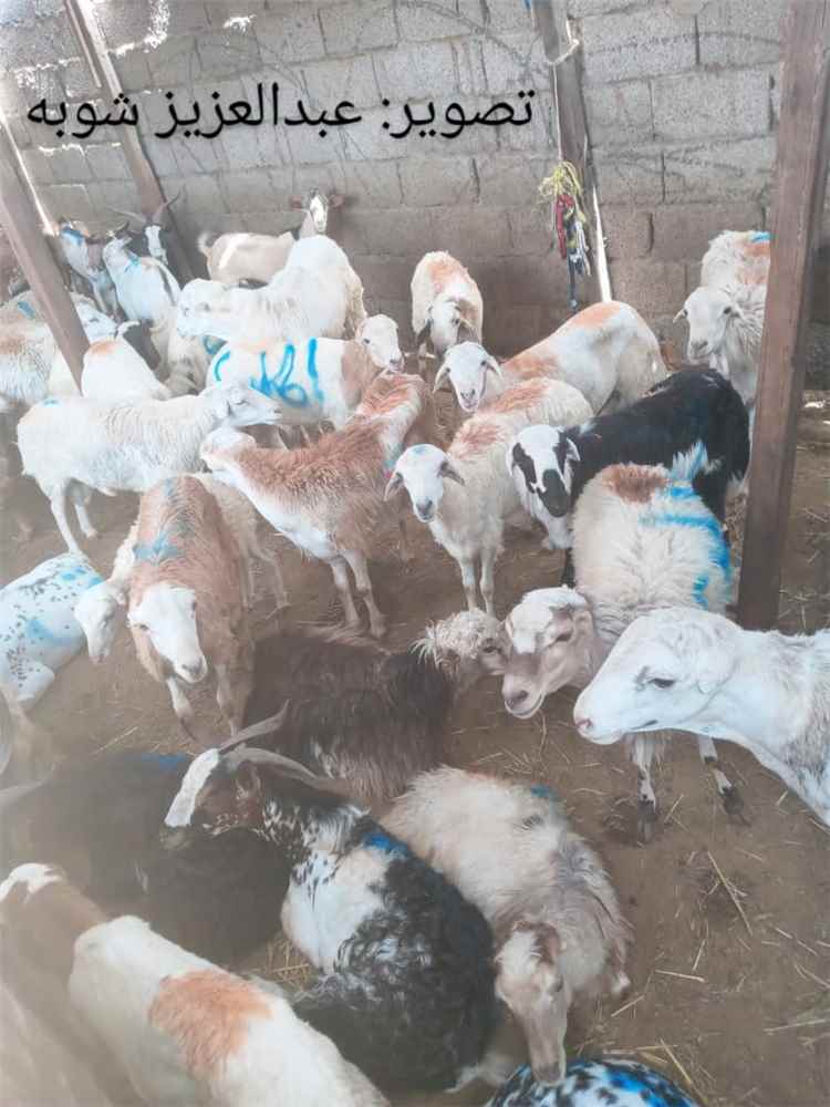 اخبار عدن – زيادة ملحوظة في أسعار الأضاحي بمركز القطاع التجاري بعدن خلال عيد الأضحى