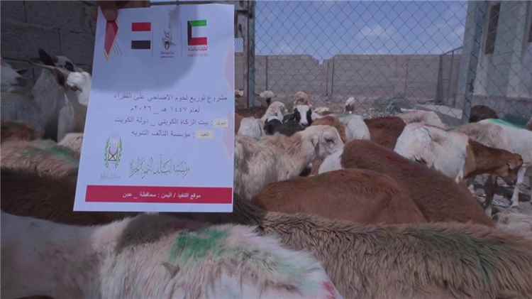 اخبار عدن – مؤسسة التآلف التنموية الخيرية تقوم بتوزيع لحوم الأضاحي على 300 أسرة في عدن بتمويل من بي.