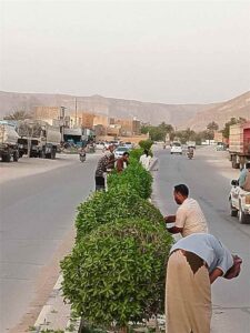محافظة القطن: وحدة النظافة والتحسين تطلق حملة لتقليم الأشجار في الشوارع