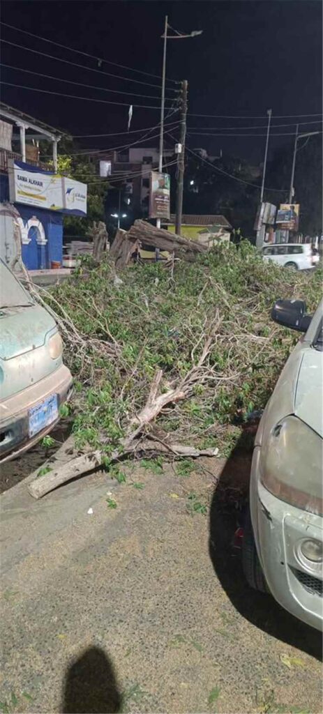 دعوات لوقف قطع الأشجار في عدن ومطالبات بمحاسبة المتسببين