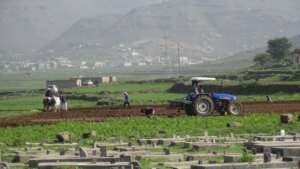 اليمن: تحسن الإنتاج الزراعي وزيادة الفقر… موسم زراعي واعد لكنه قد لا يلبي احتياجات الأمن الغذائي – شاشوف